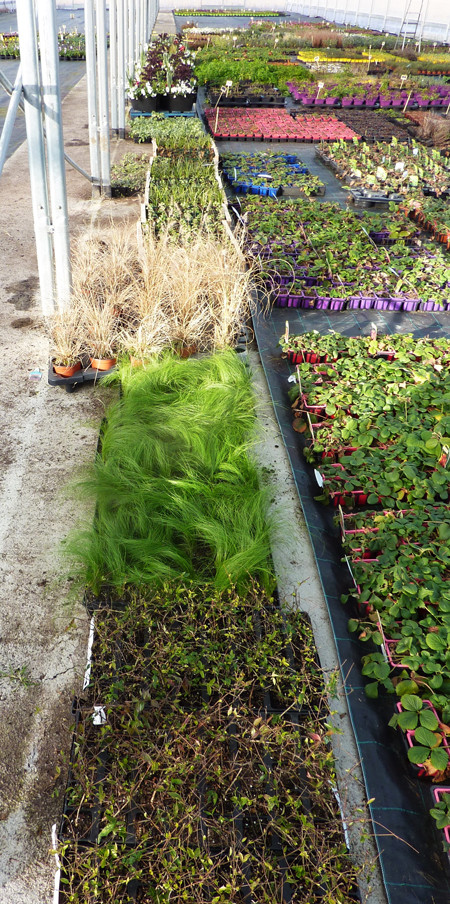 Réception de plantes en vue d’une création de mur végétal. – Travaux en cours.